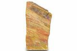 Free Standing Petrified Wood (Araucarioxylon) - Arizona #371660-1